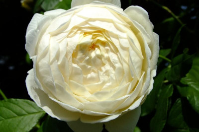 DSCF1722.JPG