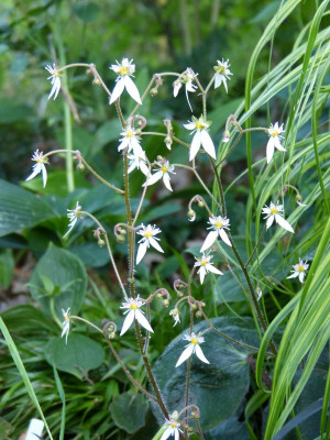 2016-06-22 Saxifraga veitchiana.jpg