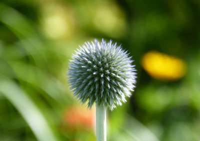 2016-06-22 Echinops ritro.jpg