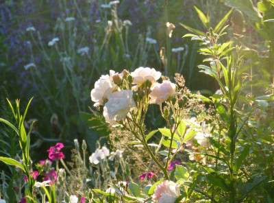 2016-06-22 Gartenimpressionen 1.jpg