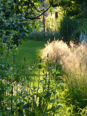 2016-06-22 Gartenimpressionen 4.jpg
