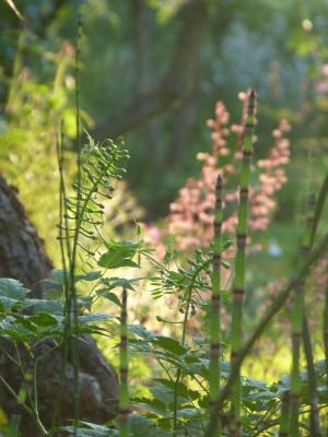 2016-06-22 Gartenimpressionen 5.jpg
