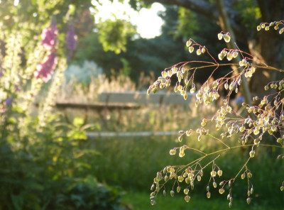 2016-06-22 Gartenimpressionen 6.jpg
