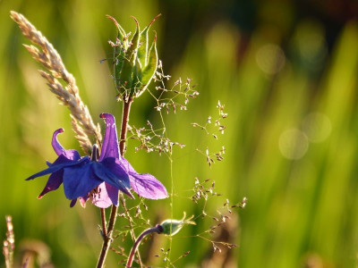 2016-06-22 Gartenimpressionen 8.jpg