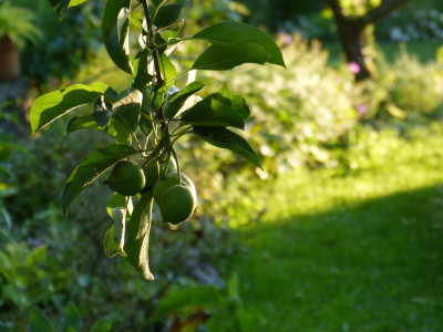 2016-06-22 Gartenimpressionen 9.jpg