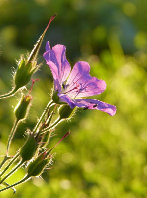 2016-06-22 Gartenimpressionen 10.jpg