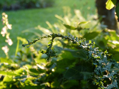 2016-06-22 Gartenimpressionen 11.jpg