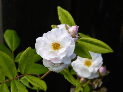 2016-06-22 Rosen 'Corsana'.jpg