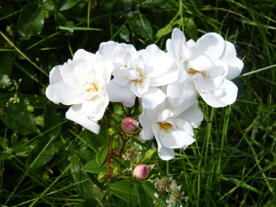 2016-06-22 Rosen 'Elfe' 2.jpg