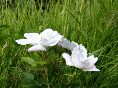 2016-06-22 Rosen 'Elfe'.jpg