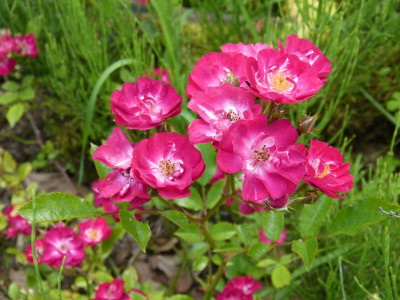 2016-06-22 Rosen 'Grimms Märchen'.jpg