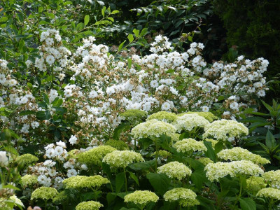 2016-06-22 Rosen 'Guirlande d'Amour'.jpg