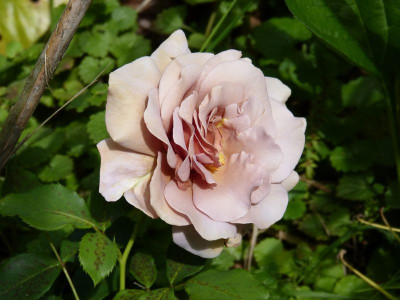 2016-06-22 Rosen 'Koko Loco'.jpg