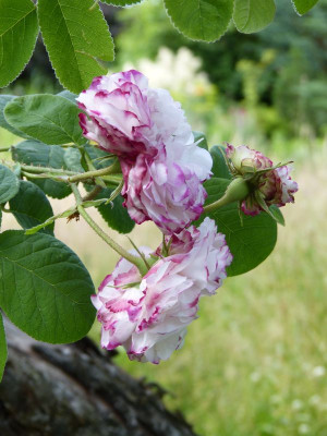2016-06-22 Rosen 'Leda'.jpg