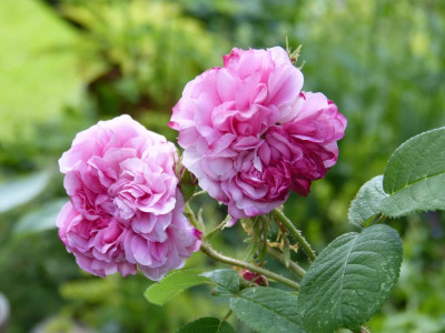 2016-06-22 Rosen 'Leda' Rücksport.jpg