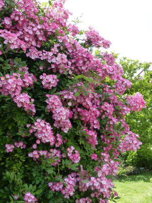 2016-06-22 Rosen 'Mozart'.jpg