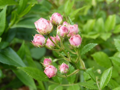 2016-06-22 Rosen 'Suse'.jpg