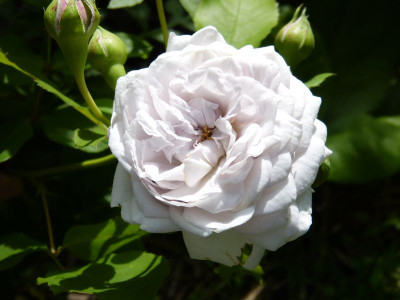 2016-06-22 Rosen 'Quai de Brumes'.jpg
