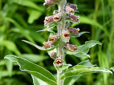2016-06-22 Digitalis 2.jpg