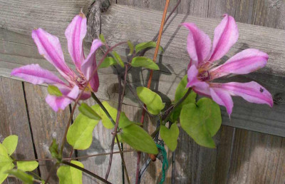 Clematis_texensis_Duchese_of_Albany_1_2006-10-03.JPG