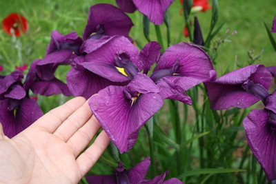 iris_s2.jpg