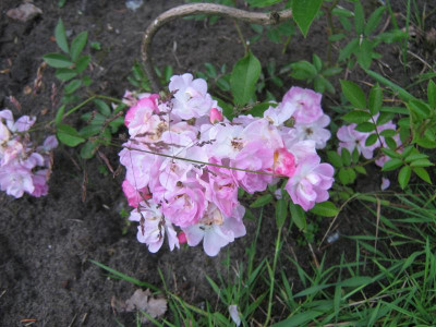 IMG_3582.JPG