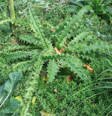 Distel_fragl._1.2.jpg