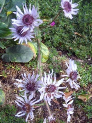 Distel_fragl._1.8.__jpg.jpg