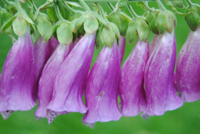 juni 058.jpg