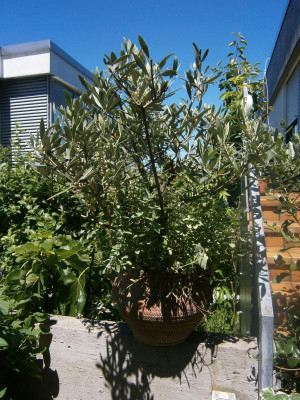 Olive, Kaktus, Pablo 004.JPG