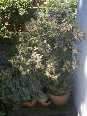 Olive, Kaktus, Pablo 008.JPG