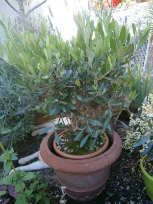 Olive, Kaktus, Pablo 010.JPG