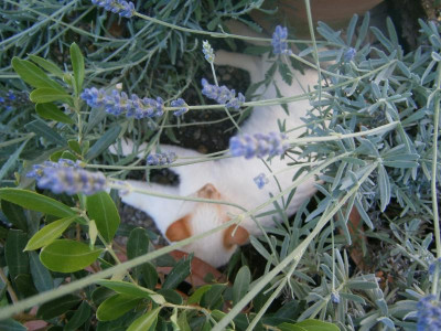 Olive, Kaktus, Pablo 012.JPG