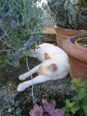 Olive, Kaktus, Pablo 016.JPG