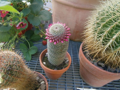 Olive, Kaktus, Pablo 001.JPG