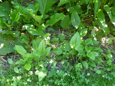 2016-06-23 Echinacea Sämlinge.jpg