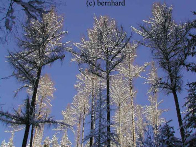 winterbaumkronen.jpg