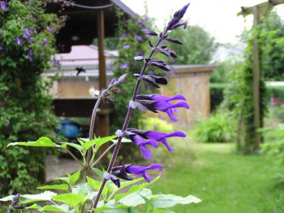 Salvia Amistad_cl.JPG