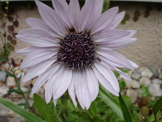 Berkheya_purpurea_Groenveranderung.JPG