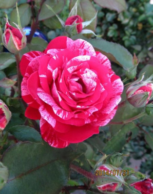 IMG_5497 small.jpg