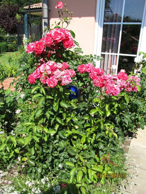 IMG_3966 small.jpg