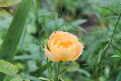 Rose Coniston.JPG