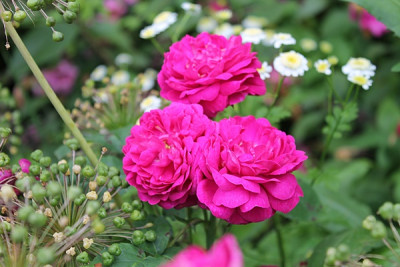 Rose de Resht.JPG