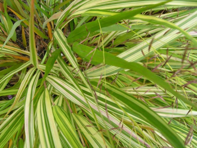Hakonechloa-vergruenend.jpg