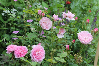 Rose Austin Vorgarten links.JPG
