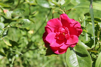 Rose Autumn Fire.JPG
