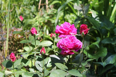 Rose Old Port.JPG