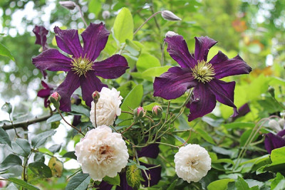 Clematis Romantica.JPG