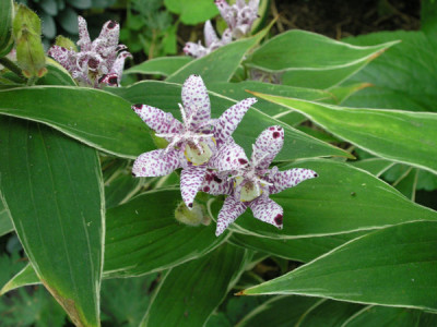 T-hirta-Albomarginata.jpg
