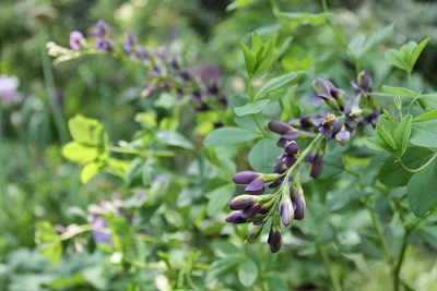 Baptisia 'Indigo Spires'.JPG